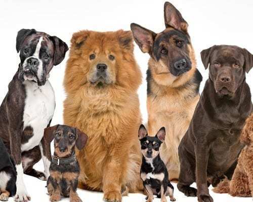group of dogs preparing for pictorial
