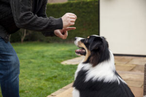Dog doing commands