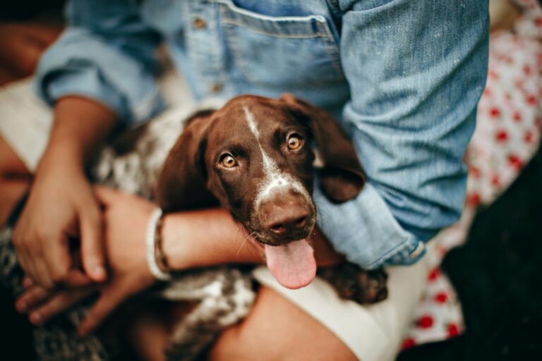 Dog with separation anxiety