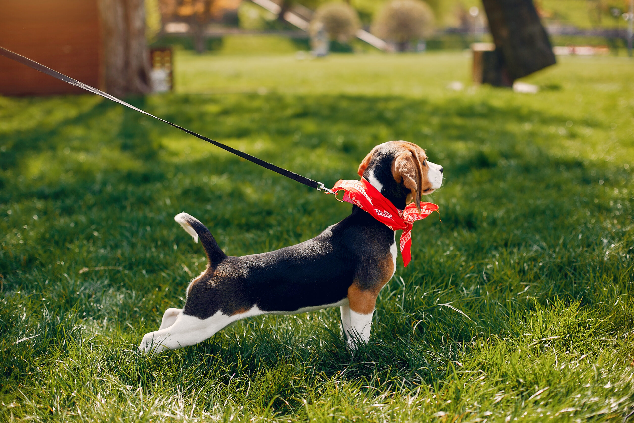 Collars v harness