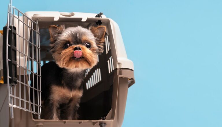 How to Crate Train Your Dog Step by Step