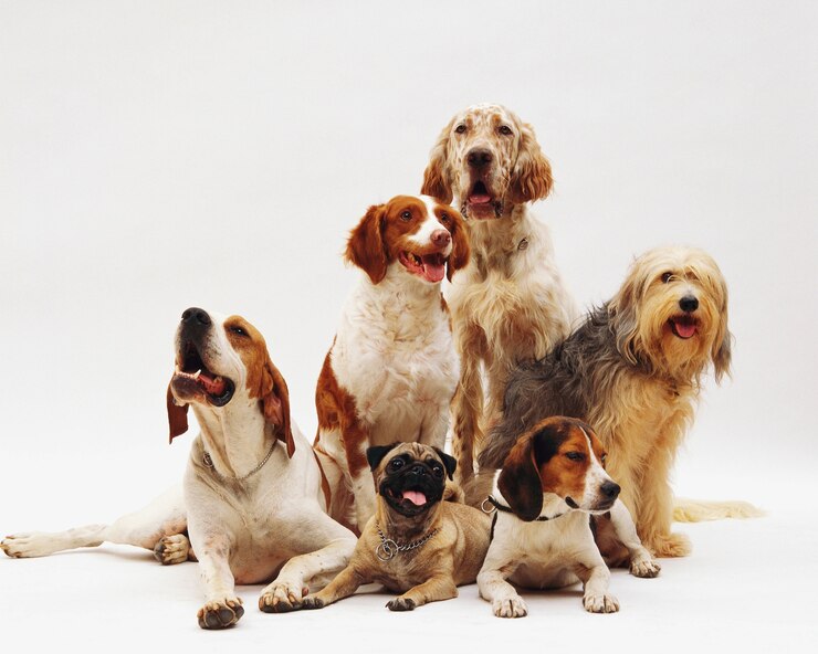 Dog breed, Dog Breeds