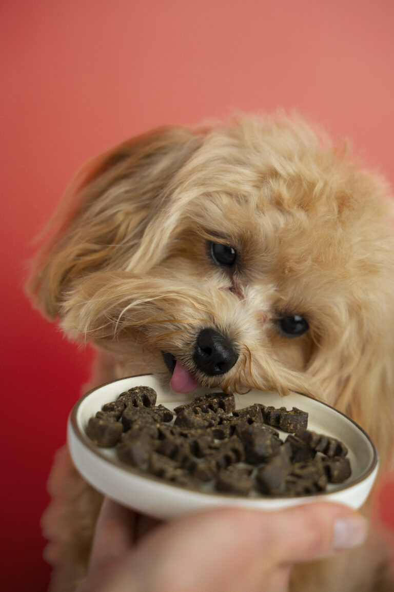 Feeding Puppy