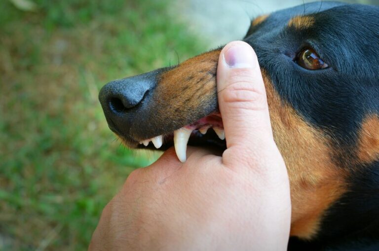 Why Do Puppies Love Playful Biting? Understanding Their Fun Behavior