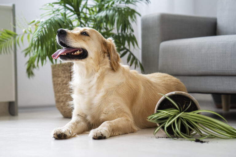 Dog Breeds