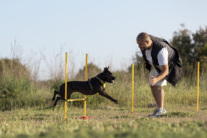 Dog Training at home, Dog training