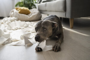 Stress Dog
