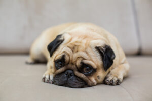 Stress dog