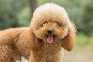 Dog Breed