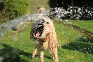 dog summer safety tips