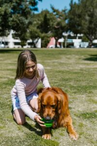Dog summer heat