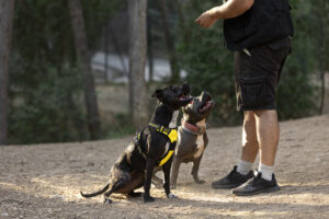 IGP, IGP Dog Sport