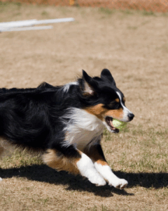 Flyball for dogs