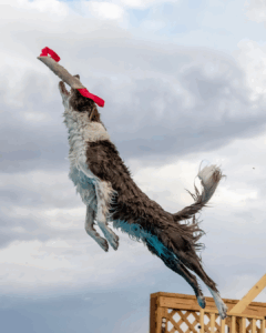 Dock Diving for Dogs