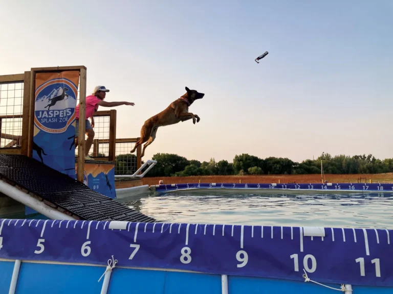 Dock Diving for Dogs: Where Fun Meets Big Splashes