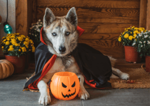 Dog Halloween overstimulation