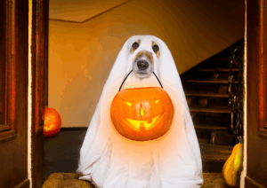 Trick or Treating with dogs