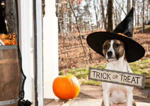 Trick or Treating with dogs