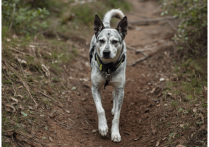 Tracking dogs on the trail