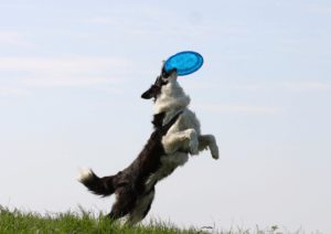 Frisbee training for dogs