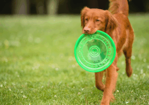 Frisbee training for dogs