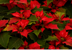 Holiday Hazards for Dogs