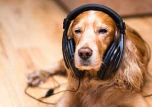 Holiday Hazards for Dogs