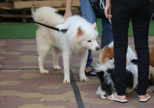 Dog Safety at Outdoor Events