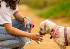 Dog Safety at Outdoor Events