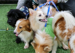 Dog Safety at Outdoor Events