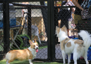 Fence, Dog Safety Fence, Dog Fence
