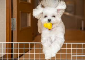 Fence, Dog Safety Fence, Dog Fence