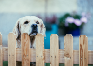 Fence, Dog Safety Fence, Dog Fence