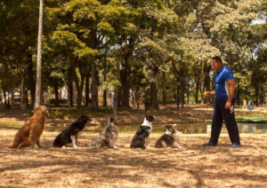 Dog Obedience Training