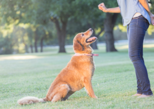 Dog Obedience Training