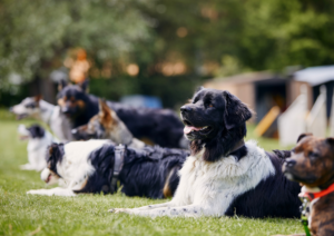 Dog Obedience Training