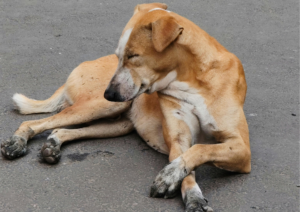 Why your dog isn't listening