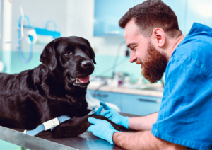 Spring Tips for dogs