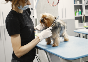 Spring Tips for dogs