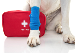 traveling with your dog