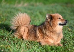 Dog's body language