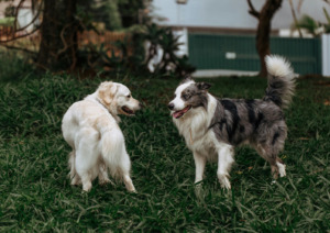 Dog's body language