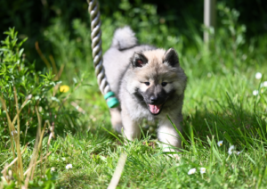 Puppy Training