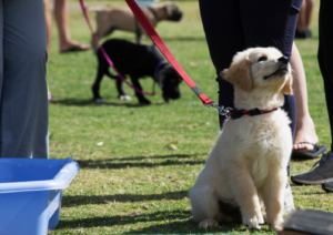 Puppy Training