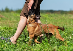 Puppy Training