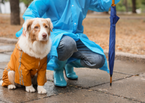 Dog's Behavior, How Weather Changes Affect Your Dog’s Behavior