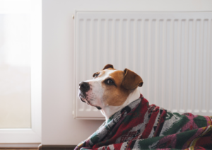 Dog's Behavior, How Weather Changes Affect Your Dog’s Behavior