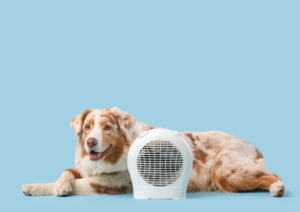 Dog's Behavior, How Weather Changes Affect Your Dog’s Behavior