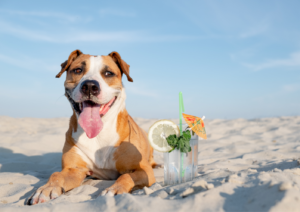 Taking your dog to the beach