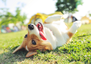 High-Energy Dogs